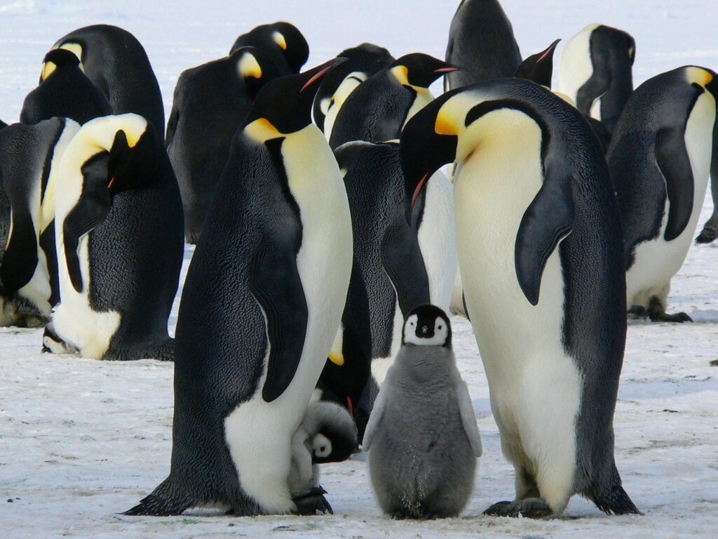 emperor penguins, baby penguin, birds, snow, penguins, animals, wildlife, cold, winter, fauna, wilderness, nature, antarctic, antarctica, birds, penguins, penguins, penguins, penguins, penguins, winter, winter, antarctica, antarctica