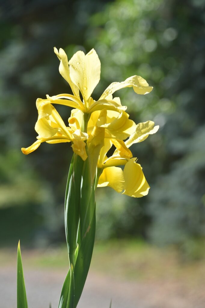flower, spring, plant, beautiful flowers, nature, flower background, flower wallpaper, yellow, iris